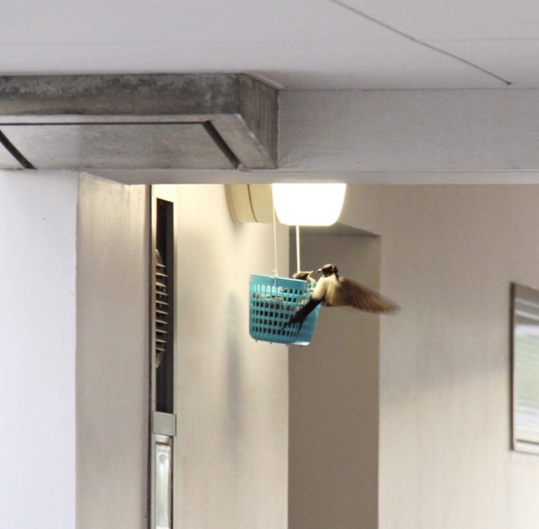 手作りツバメの巣