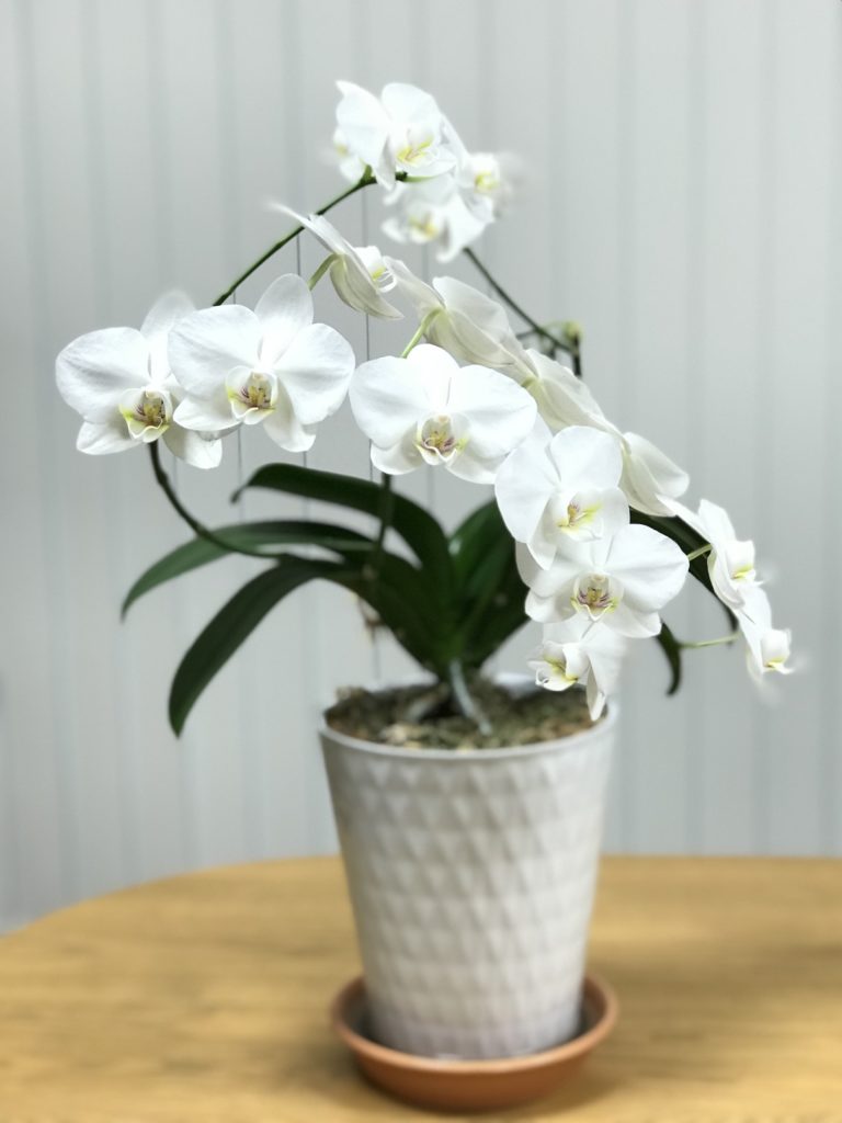 三度目の胡蝶蘭