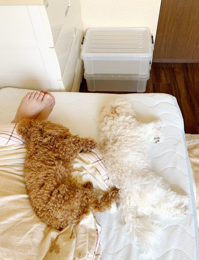 朝、私を起こしに来て二度寝するワンコたち