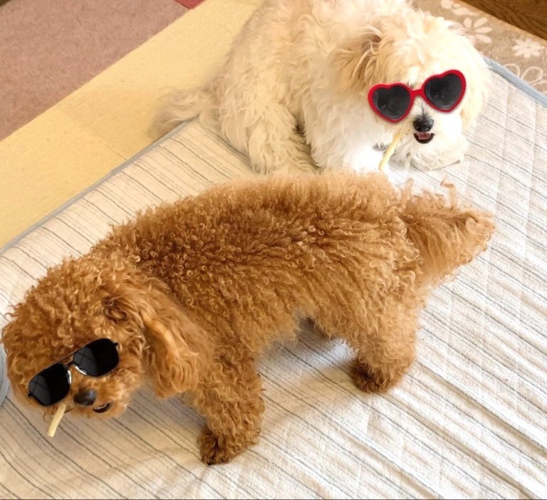 メガネアプリでいじられるワンコたち