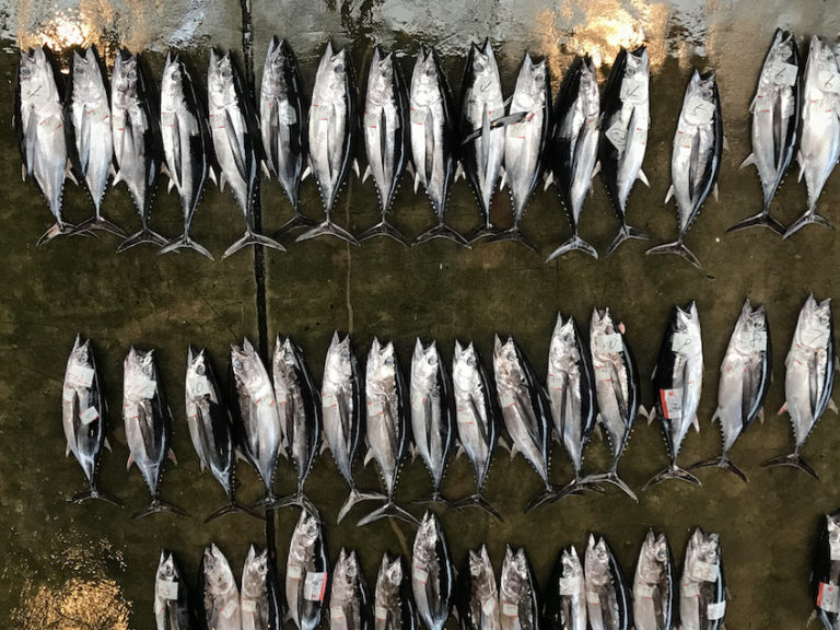 那智勝浦のマグロ