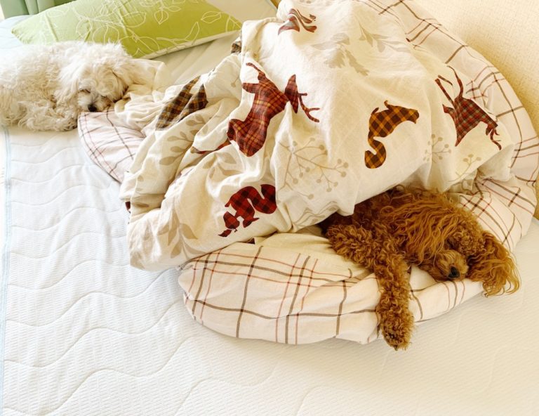 私のベッドで昼寝するワンコたち