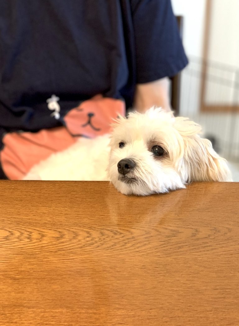 みるくとカピバラさん