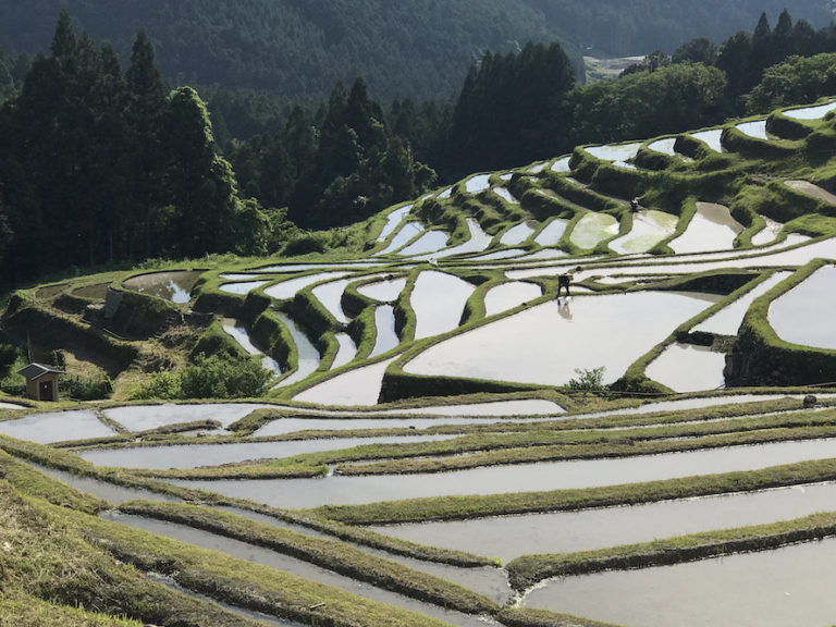 丸山の千枚田