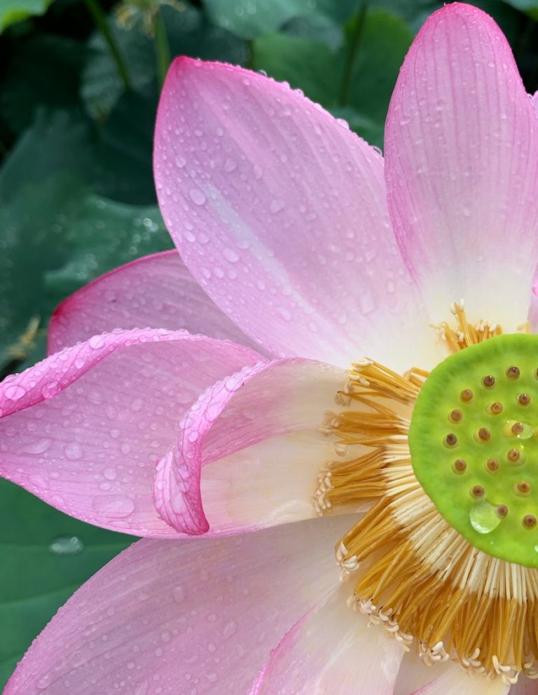 薬師池の蓮の花