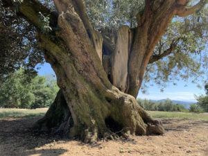 樹齢1000年オリーブ