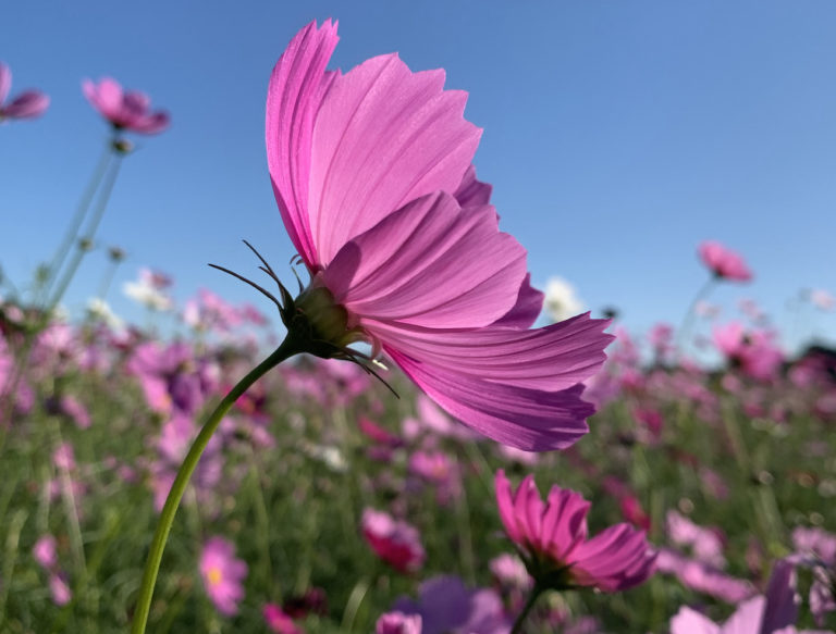 コスモス