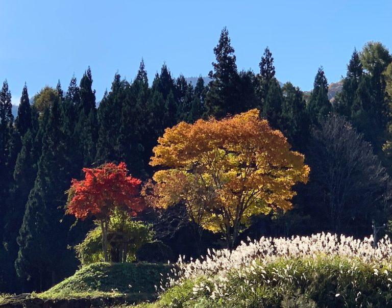 紅葉の撮り方-1