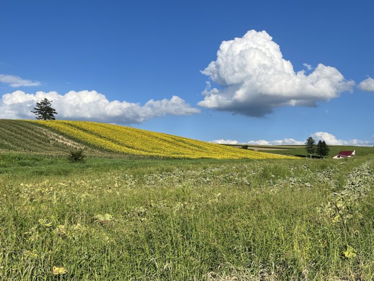 美瑛の丘と雲